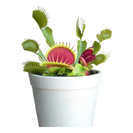 Muda De Dioneia Muscipula Planta Carnívora + Musgo Nutriente