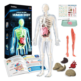 Gobidex Kit De Modelo De Esqueleto De Cuerpo Humano, Figura Gobidex Kit De Modelo De Esqueleto De Cuerpo Humano, Figura