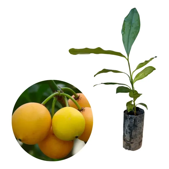 Muda De Bacupari Para Produzir - Exótica