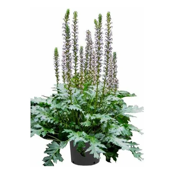 Acanthus Mollis , Acanto,   Cucaracha 