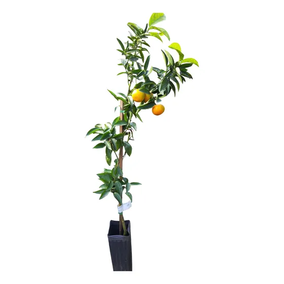 Árbol De Mandarinas Dulce Con Fruto - Citrus Reticulata Blanco