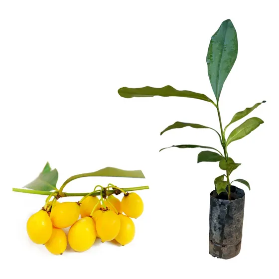 Muda De Bacupari Para Produzir