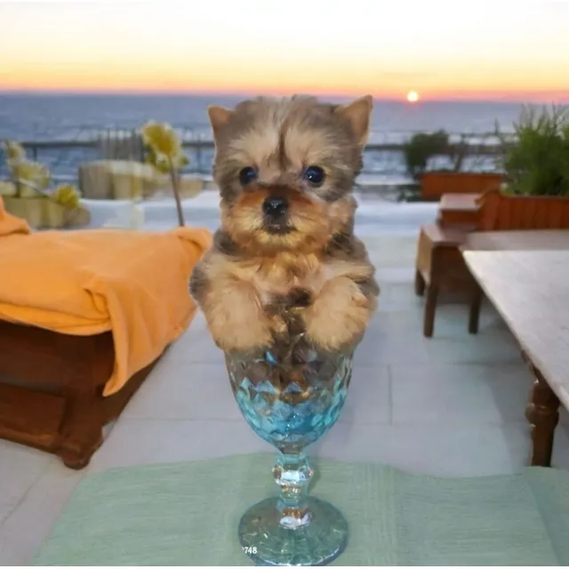 Yorkshire Macho - Perro De Raza Ideal Para Ti