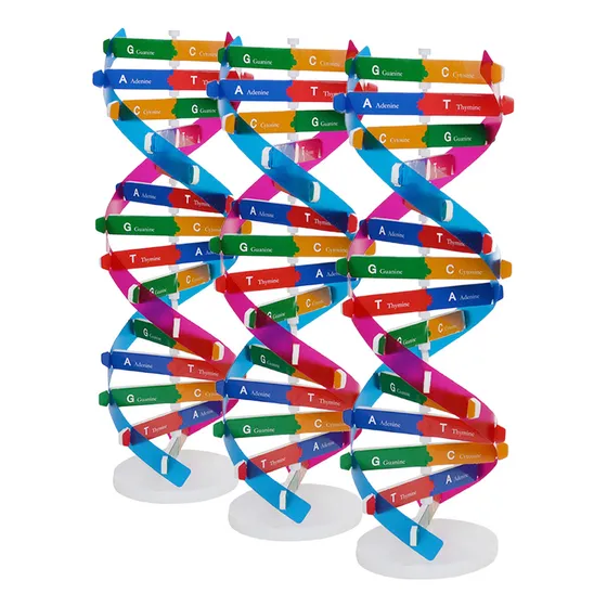 Kit De Maquetas De Adn Biológico De 3 Piezas: Estructura De 