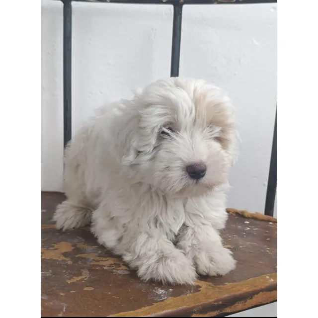 Maltipoo
