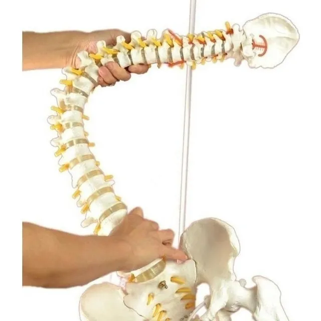 L Modelo Anatómico De La Columna Vertebral (columna