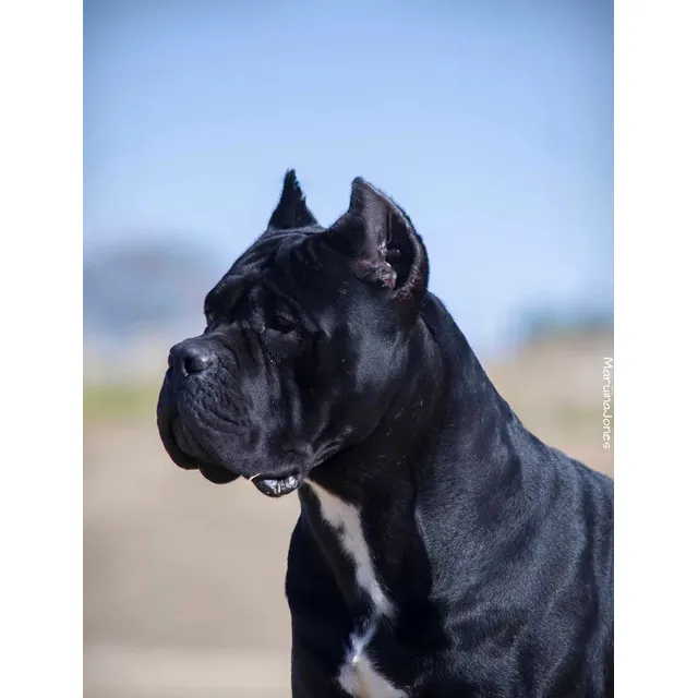 Cane Corso Cachorros - Criadero Bellezza Italiana