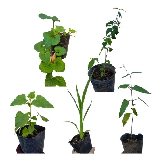  Combo De Nativas Para Mariposas Y Picaflores