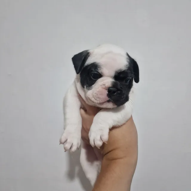 Cachorros Bulldog Francés