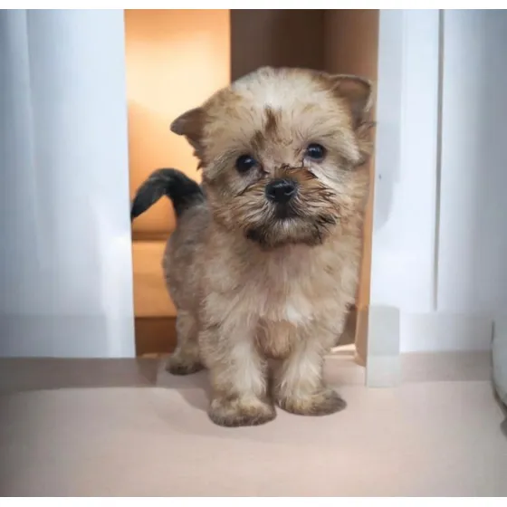 Yorkshire Disponible Para Adopción.