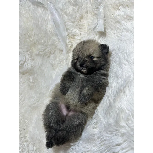 Pomerania Macho Pelaje Lobo Sable