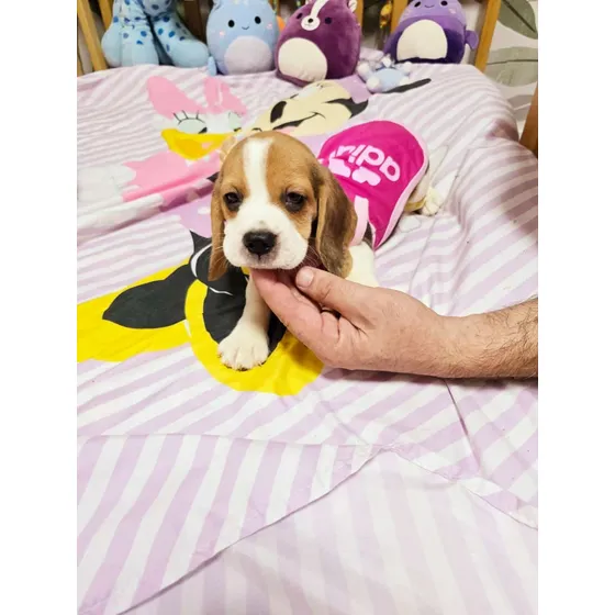 Cachorros Beagle Tricolor Pedigree F.c.a!!! Hemb Y Mach