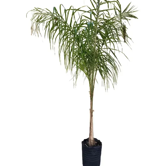 Planta De Palmera Pindó En 10lts