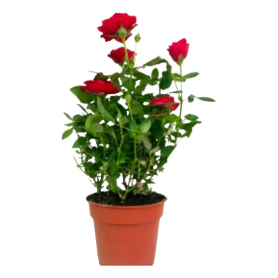 Rosal Rosauer, Diferentes Colores 50cm
