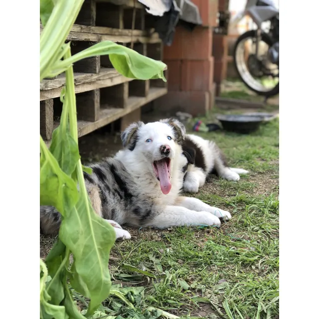 Cachorros Border Collie 