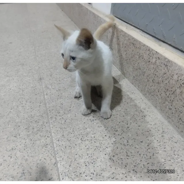 Gatito Mestizo De Siamés En Adopción