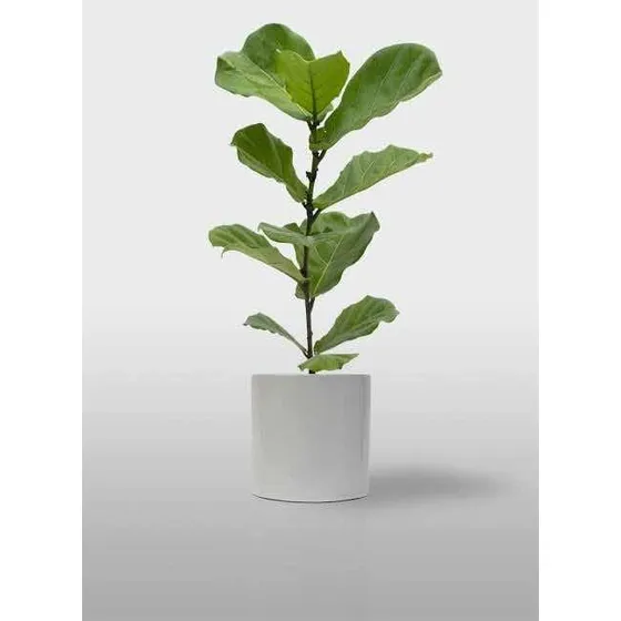 Ficus Pandurata O Lyrata De 1 M De Altura