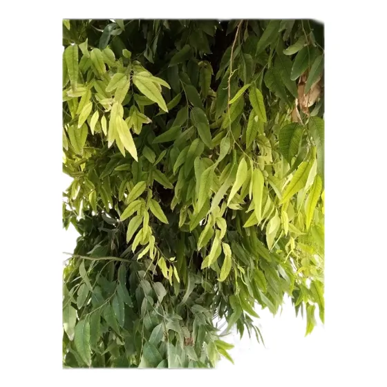 Té De Eucalipto 2kg Eucalyptus Globulus 