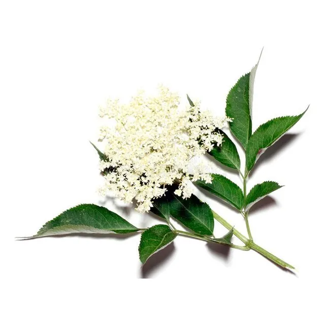 Planta Árbol Sauco Negro