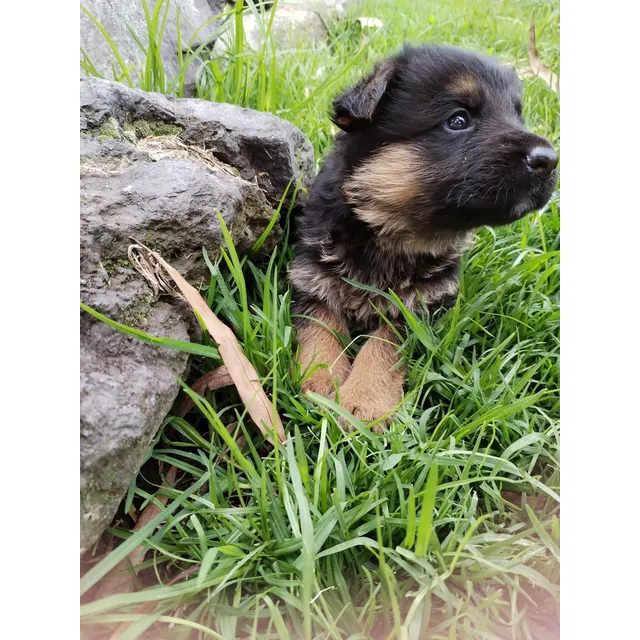 Hermosos Cachorros Pastor Alemán, Vacunados, Desparasitados