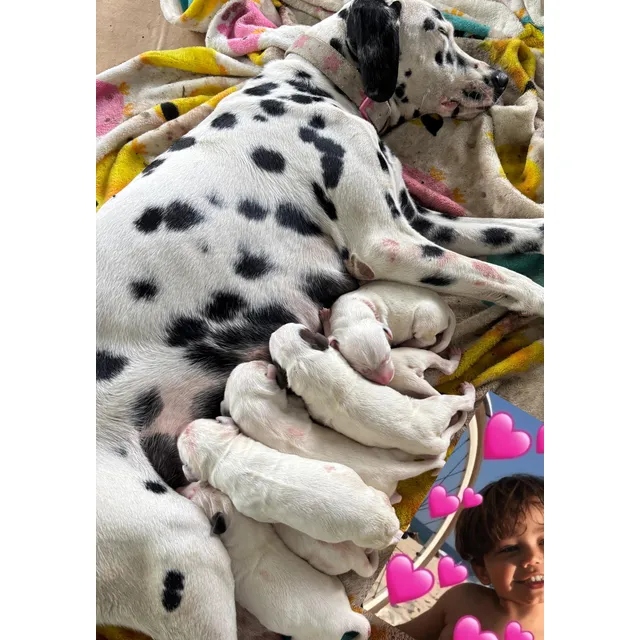 Venta De Cachorro Dalmata