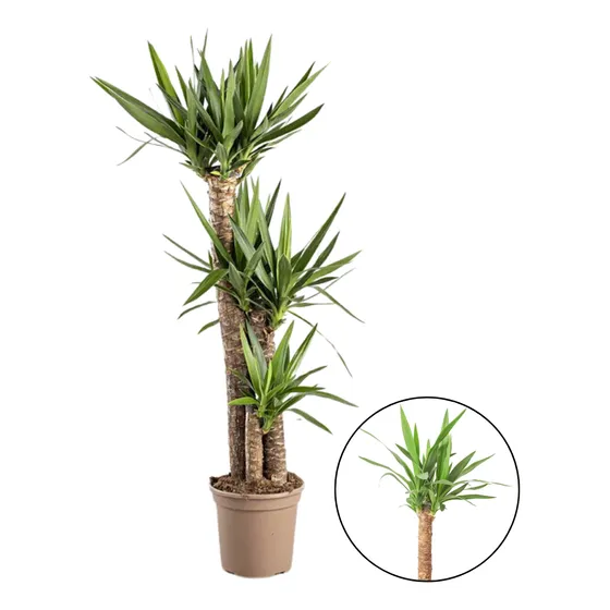 01 Muda/estaca De Yucca Elephantipes Gigante
