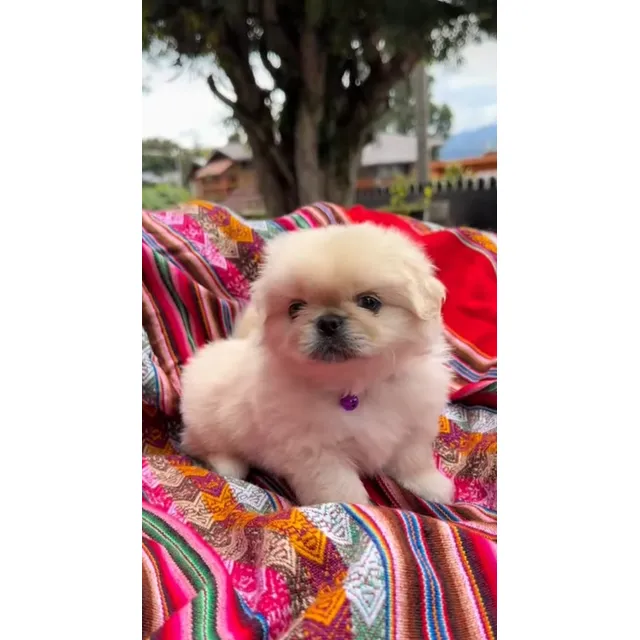 Pequines Pekines Blanco