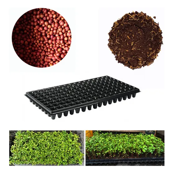 Semilla De Eugenia Kit Para 128 Plantas Cerca Viva
