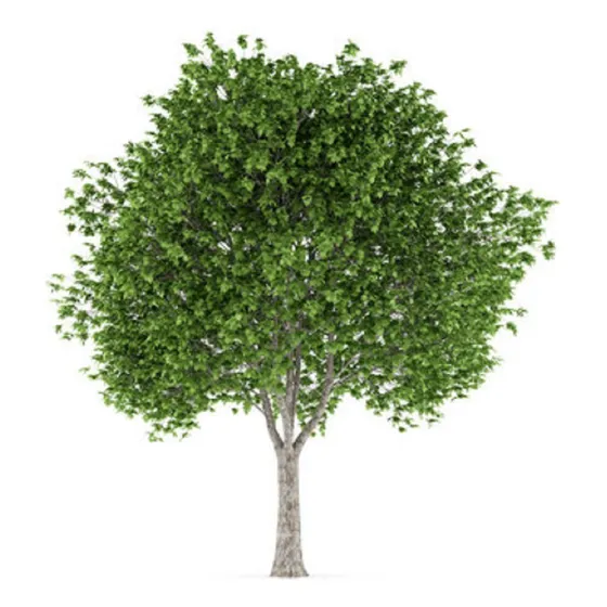 Arbol Platano De Sombra Grande Tronco Desarrollado