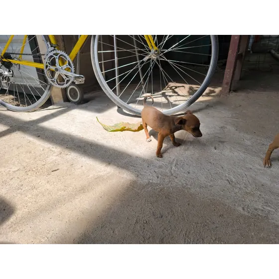 Perra Chihuahua Venado Hembra 3 Meses