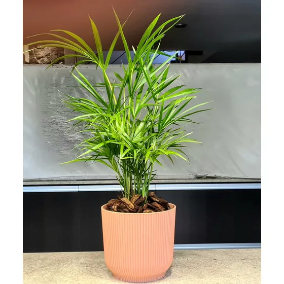Palmera Palmito En Maceta Modelo Milán Rosa