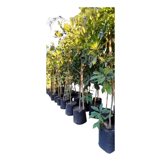 Magnolia Grandiflora - Árbol  2,50mtr Envasado En 50 Litros