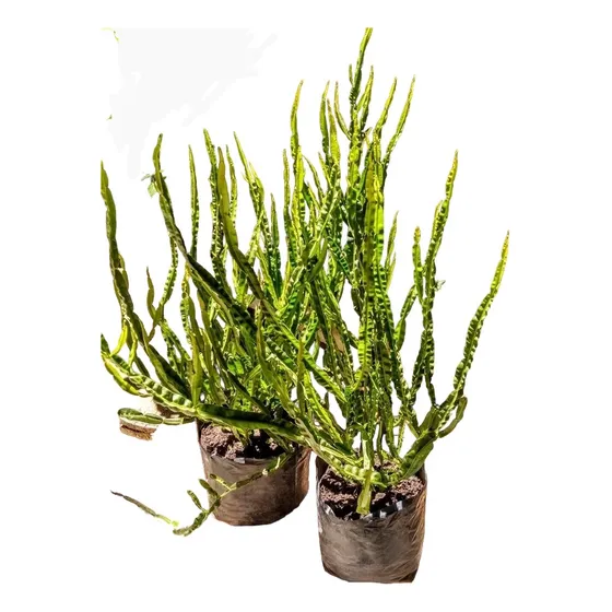 Carqueja Baccharis Trimera - Planta Nativa - M 3 Lts