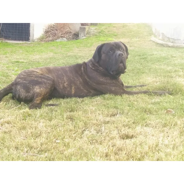 Cane Corso (para Monta), El Mejor Pedigree