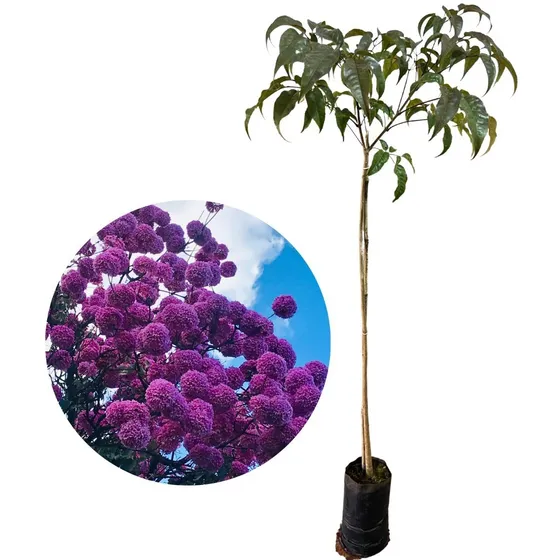 Linda Muda De Ipê Roxo Já C/ 1 Metro - Promoção