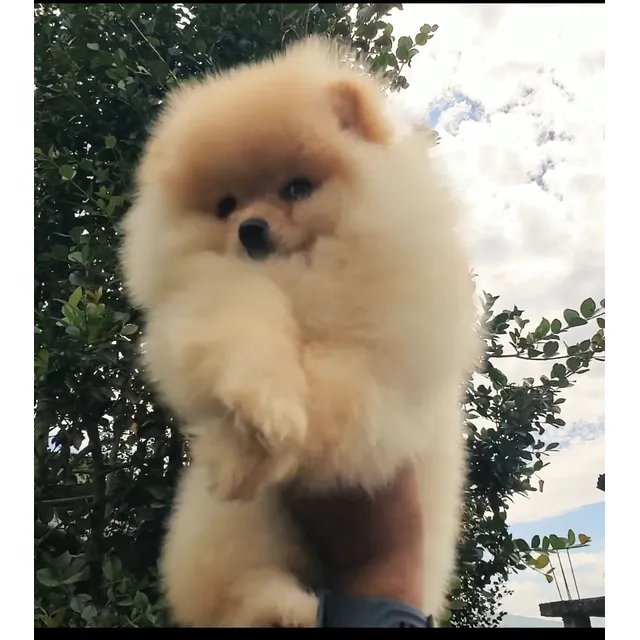 Pomerania  Carita De Oso Minitoy 