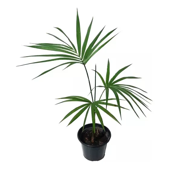 Palmera   Palmito  ( Euterpe Edulis )