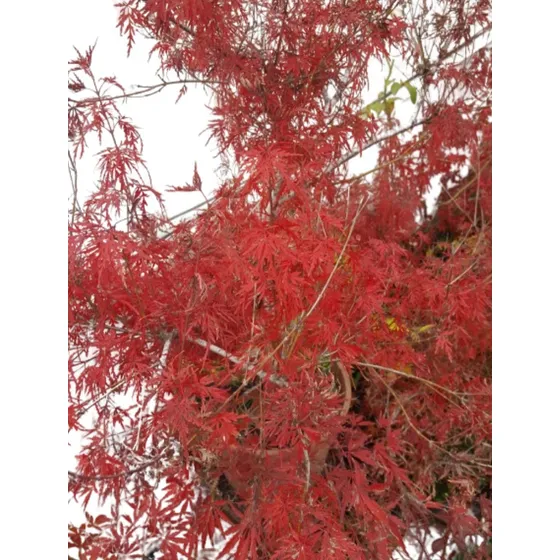 Acer Palmatum Dissectum Seiryu Arce Japones Seiryu 30 Litros