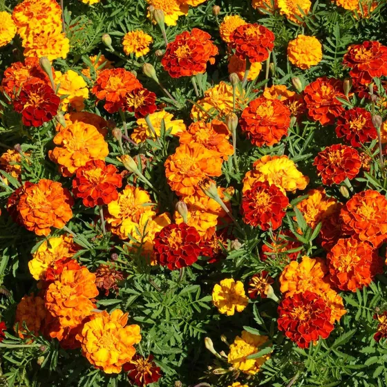 Outsidepride Marigold Mezcla