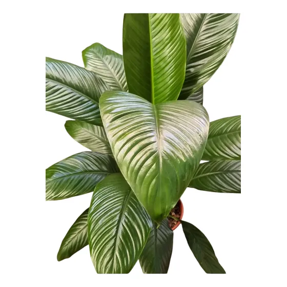 Spathiphyllum Sensación.