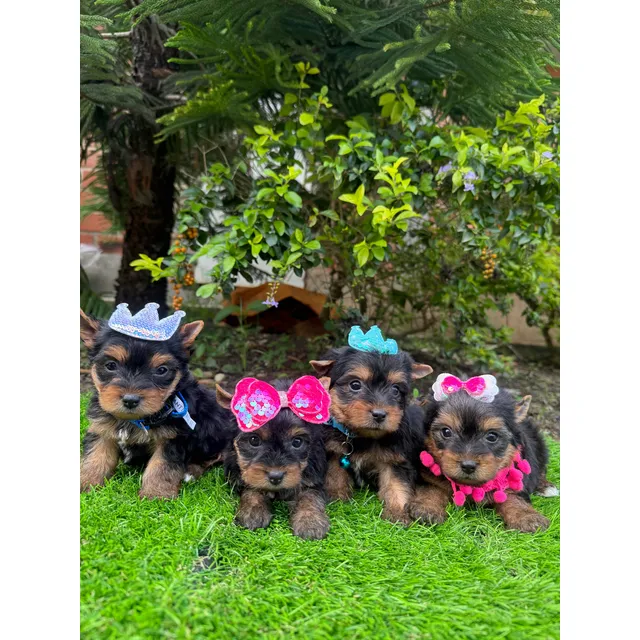 Cachorros Yorkshire Yorky