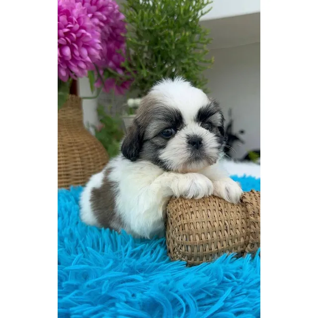 Cachorros Shih Tzu Perros Shitzu Medellín Bogotá Cali Ibagué
