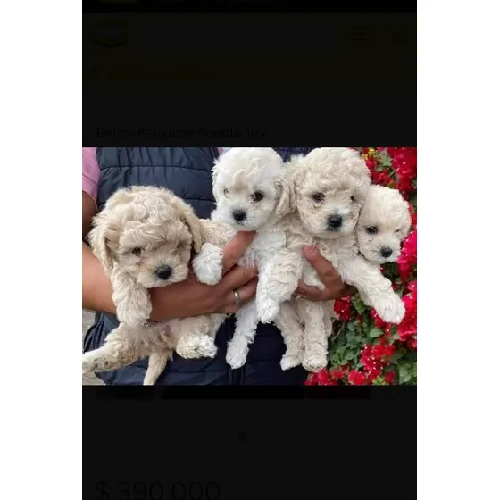 Cachorros Poodle De Raza Machos Y Hembras