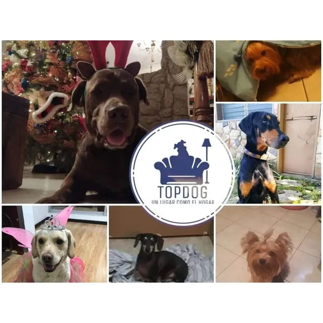 Guardería Canina/ Hotel Canino/hospedaje Canino 