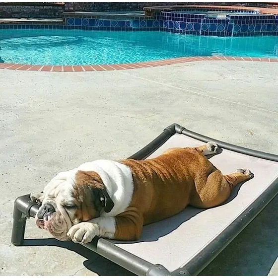Bulldog Inglés Macho