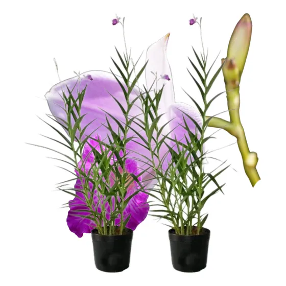 Kit 2 Mudas Grandes Orquídea Bambu Rápida Floração 1 Metro