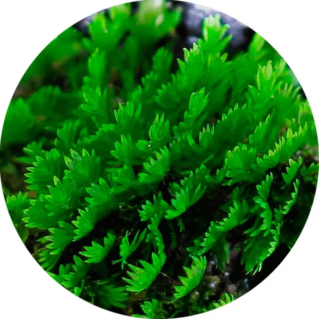 Plantas Acuaticas: Musgo Fissidens Bajos Requerimientos