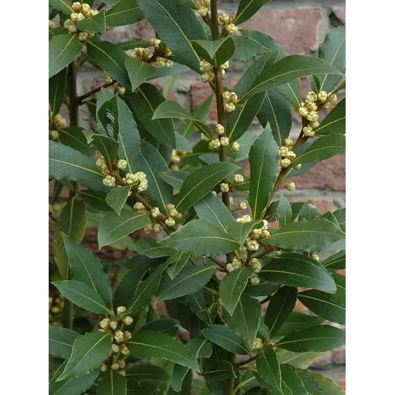 Semillas De Laurel De Comer 5 Semillas 