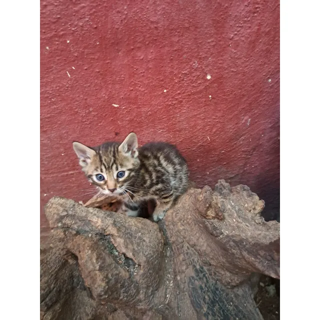 Gatito Bengal- Bengali- Bengal No Siames/exotico/persa