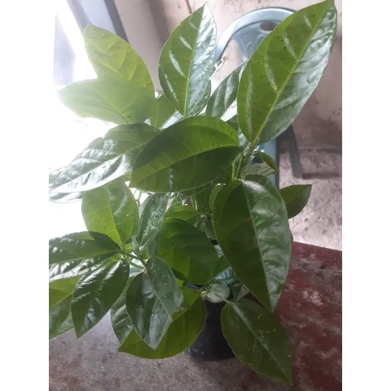 Plantas De Parchitas